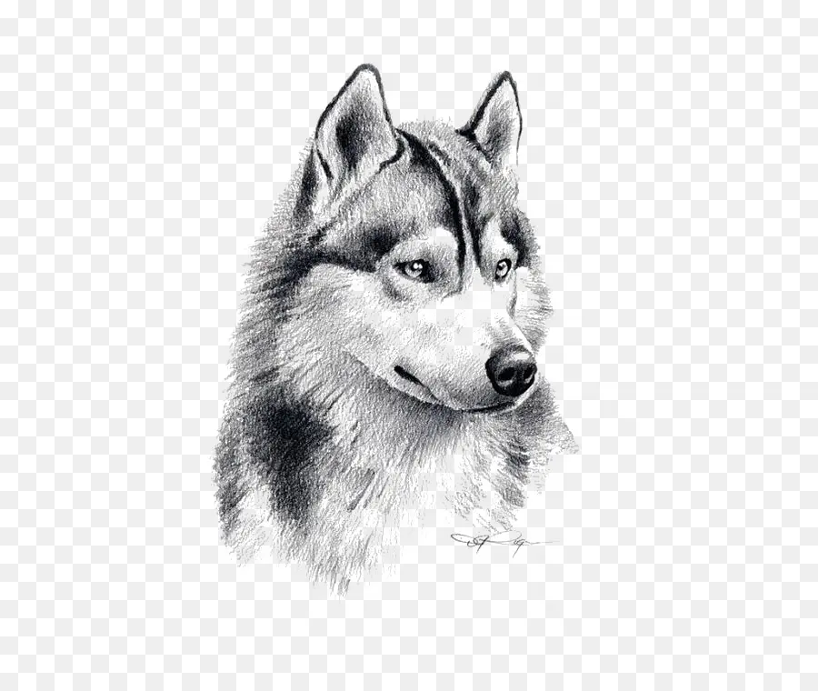 Husky Siberiano，Cachorro PNG