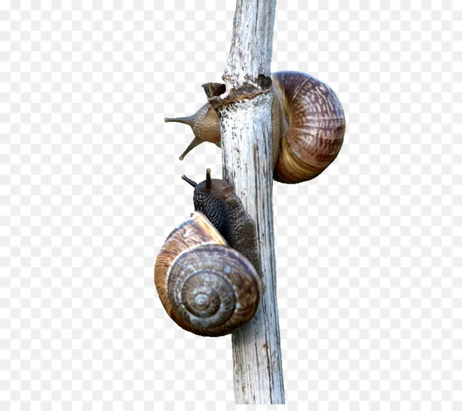 Caracol，Escargot PNG