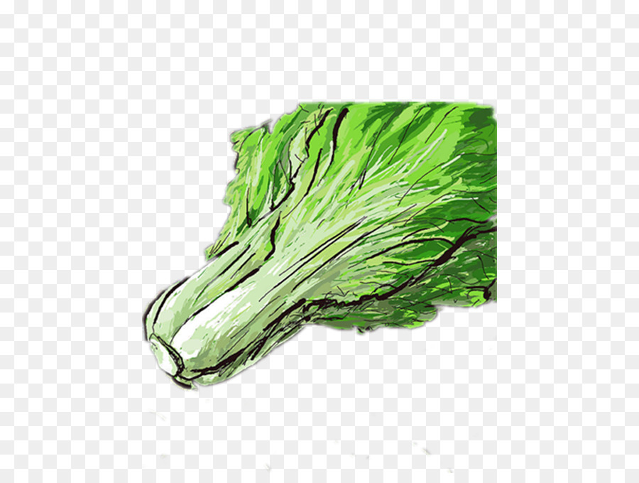 Hoja Vegetal，Repollo Chino PNG