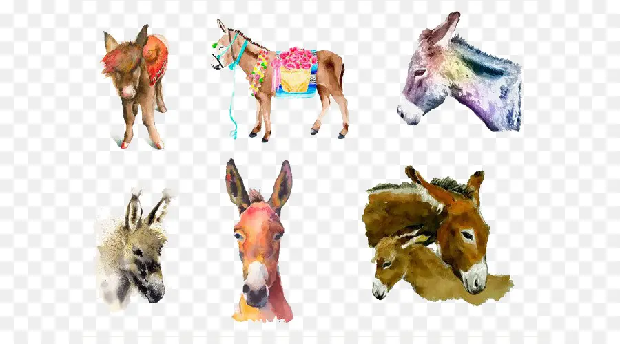 Burros，Mula PNG