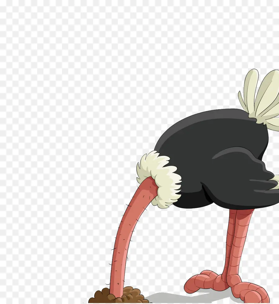 Common Avestruz，Bird PNG