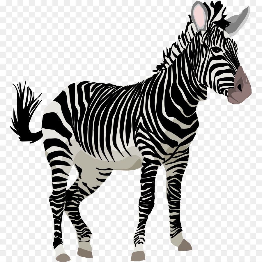 Zebra，El Panda Gigante PNG