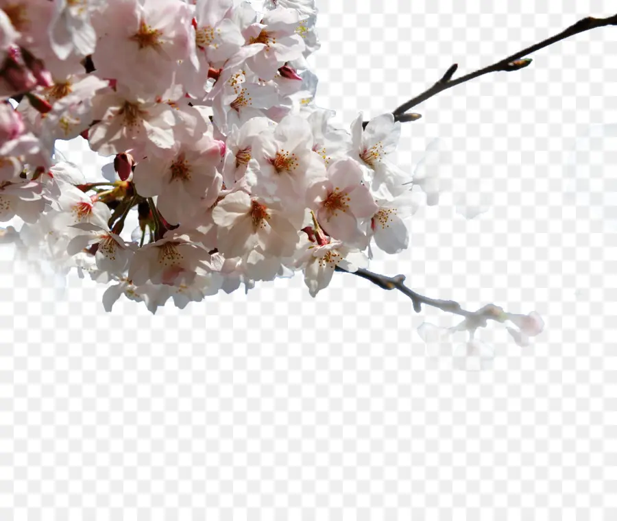 Japón，De Los Cerezos En Flor PNG