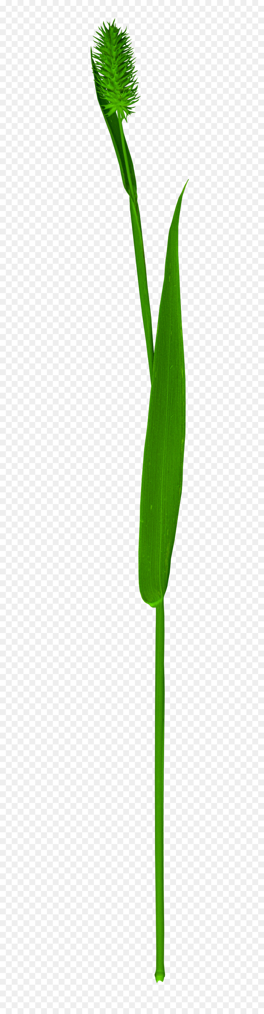 Hoja，Tallo De La Planta PNG