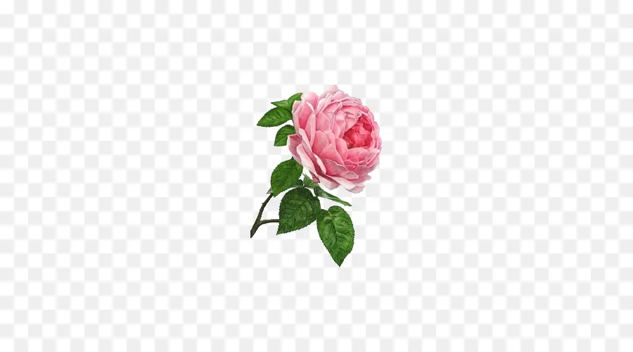 Rosas Rosadas，Ramo PNG