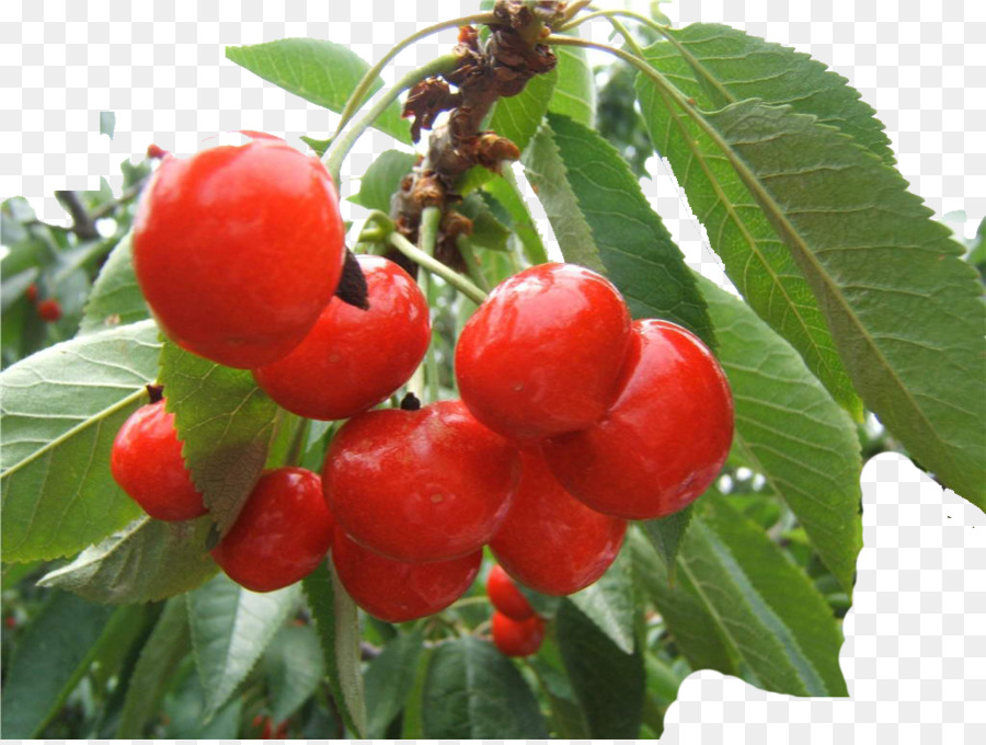 Cereza De Barbados，Cherry PNG