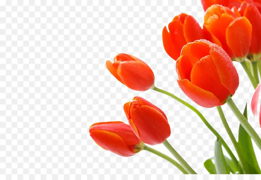 Tulip，Flor PNG