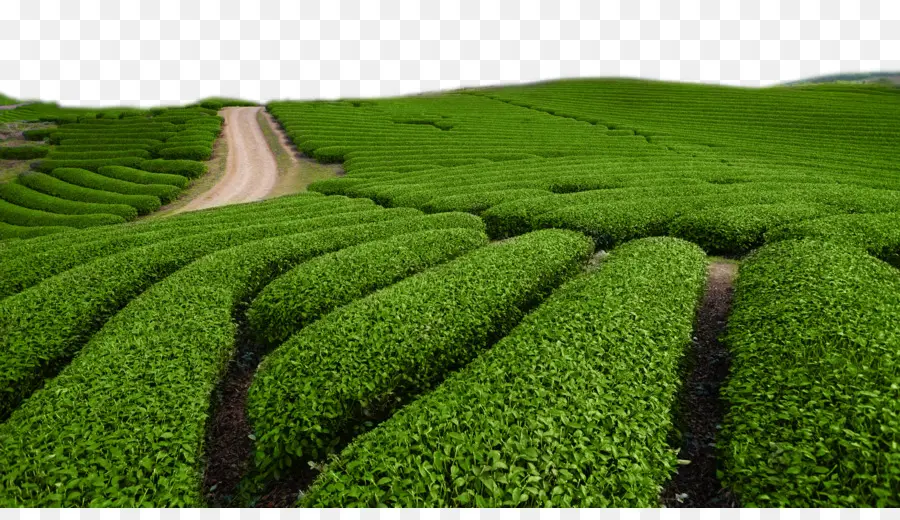 Té，Té Verde PNG