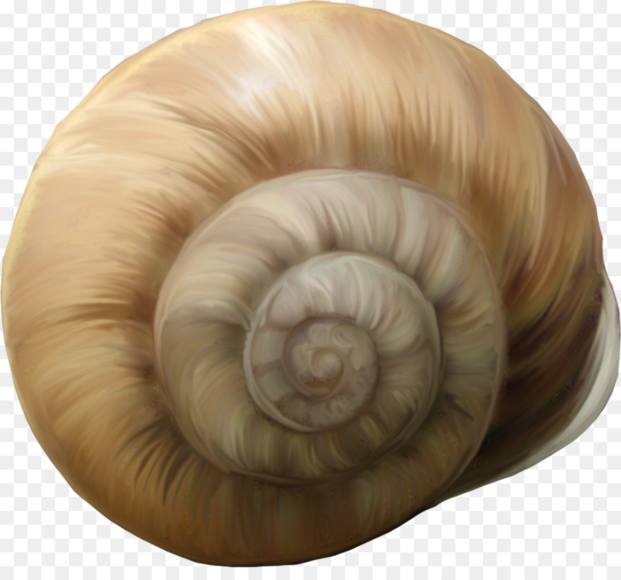 Concha De Caracol，Espiral PNG