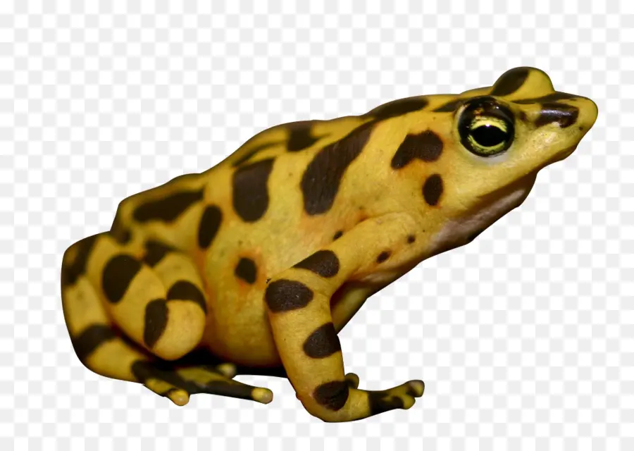 Rana Amarilla，Manchas PNG