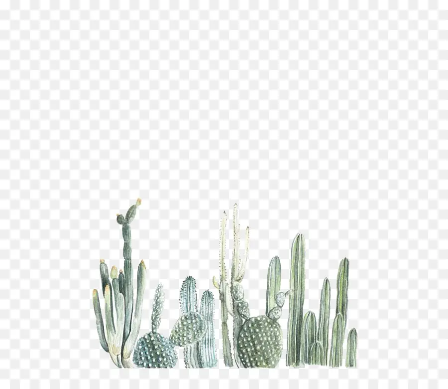 Cactaceae，Pintura A La Acuarela PNG