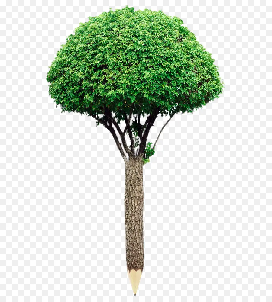 Árbol，Lápiz PNG