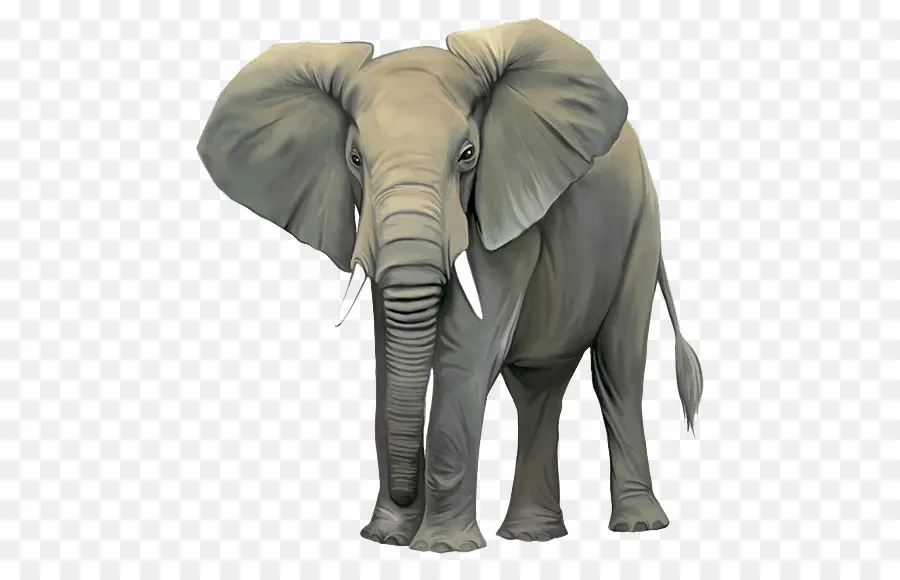 Elefante Africano De Sabana，Elefante Asiático PNG