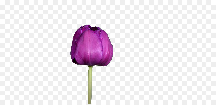 Tulip，Púrpura PNG