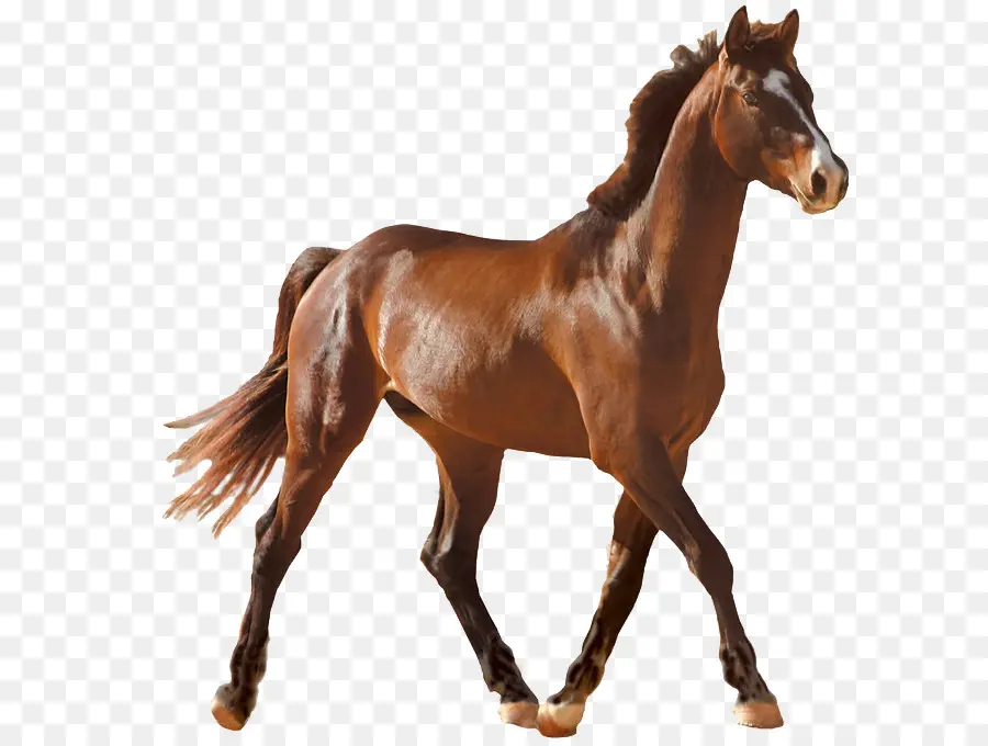 Caballo，Perro PNG