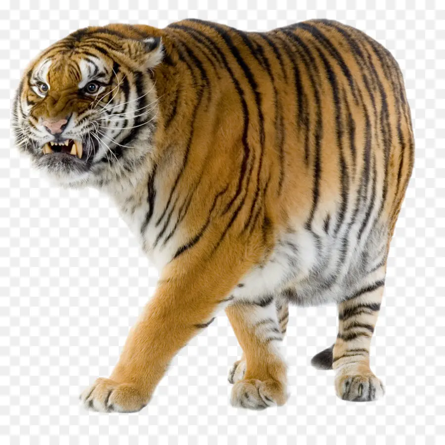 Tigre Siberiano，Tigre De Bengala PNG