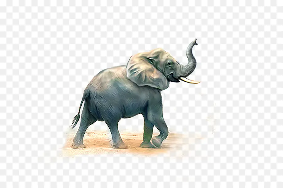 El Elefante Africano，Elefante Indio PNG