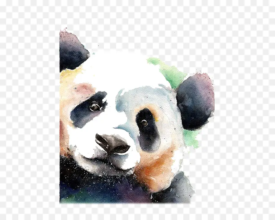 Panda Gigante，Oso PNG