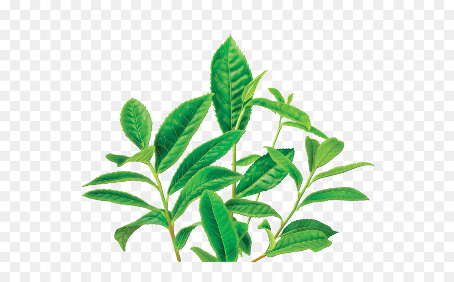 Té，Té Verde PNG