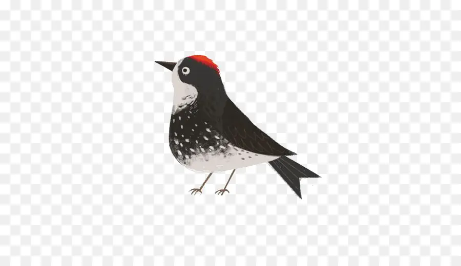 Pájaro，Cabeza Roja PNG