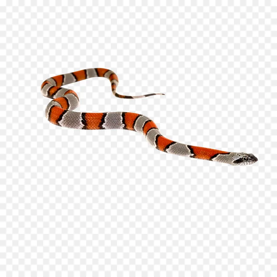 La Serpiente，Reptiles PNG