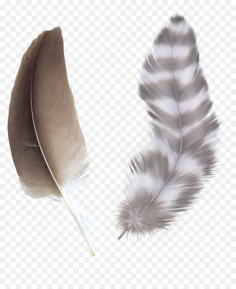 Pájaro，Pluma PNG