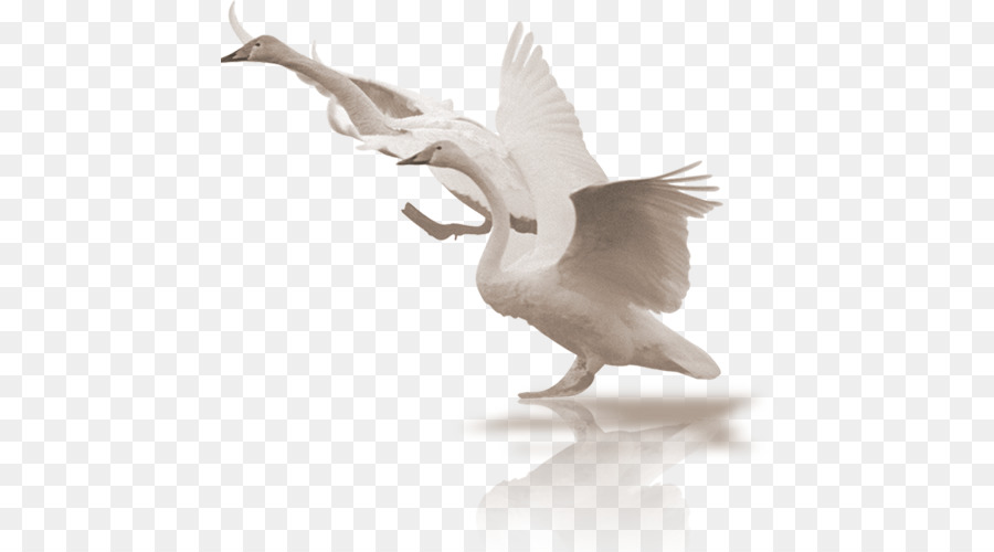 Cisnes Voladores，Aves PNG