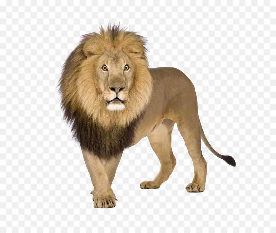 León，Descargar PNG