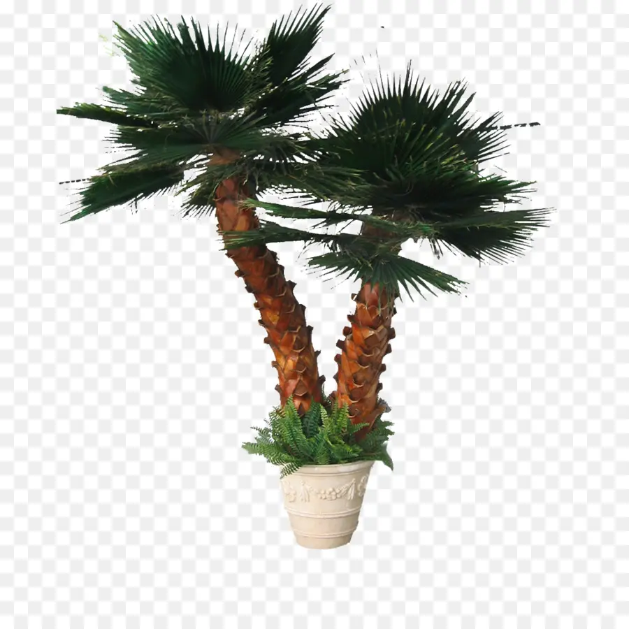 Arecaceae，árbol PNG