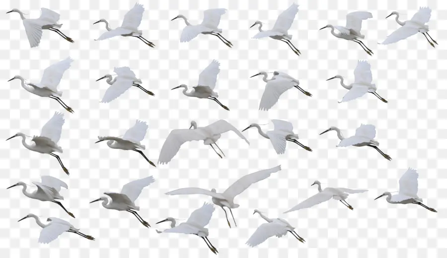 Aves，Vuelo PNG