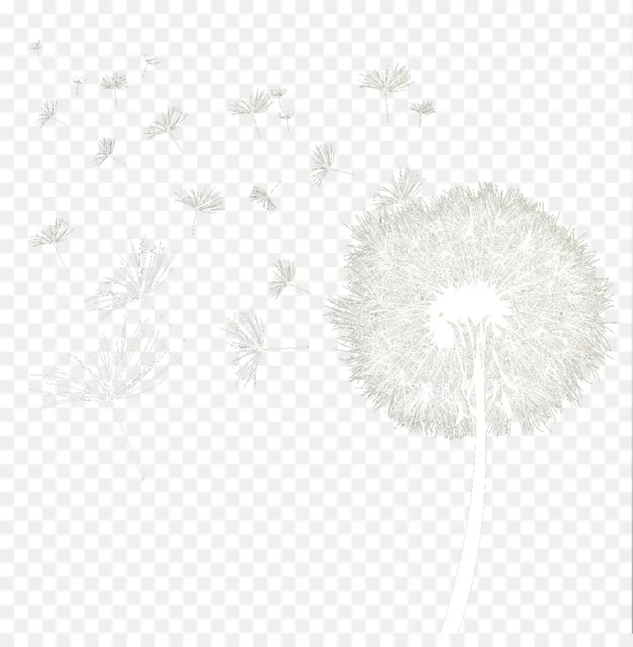 Blanco，Negro PNG