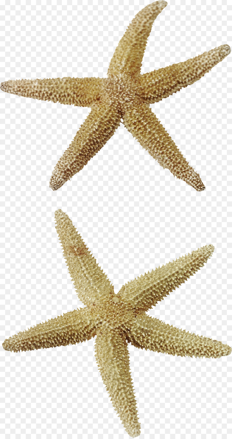 Estrella De Mar，Marina PNG