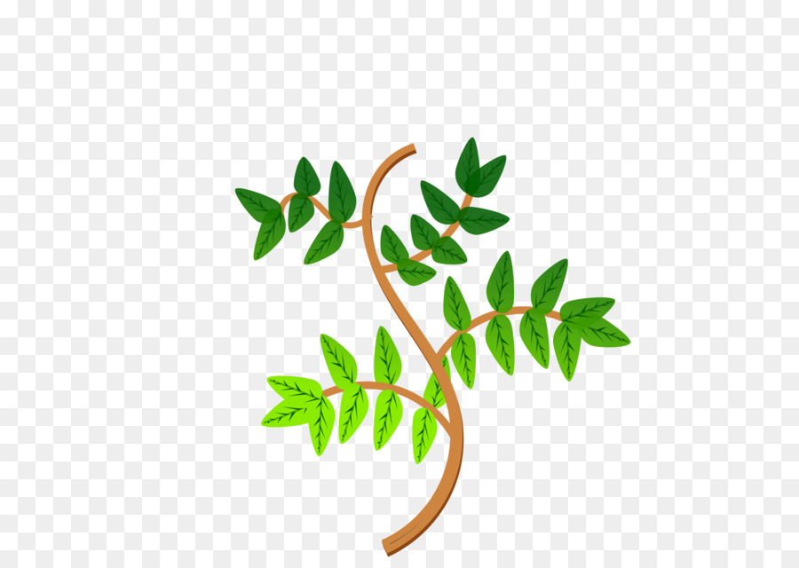 Planta，Hojas PNG