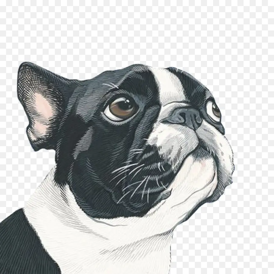 Perro，Retrato PNG