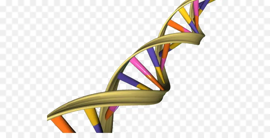 Doble Hélice De Una Cuenta Personal Del Descubrimiento De La Estructura Del Adn，Adn PNG