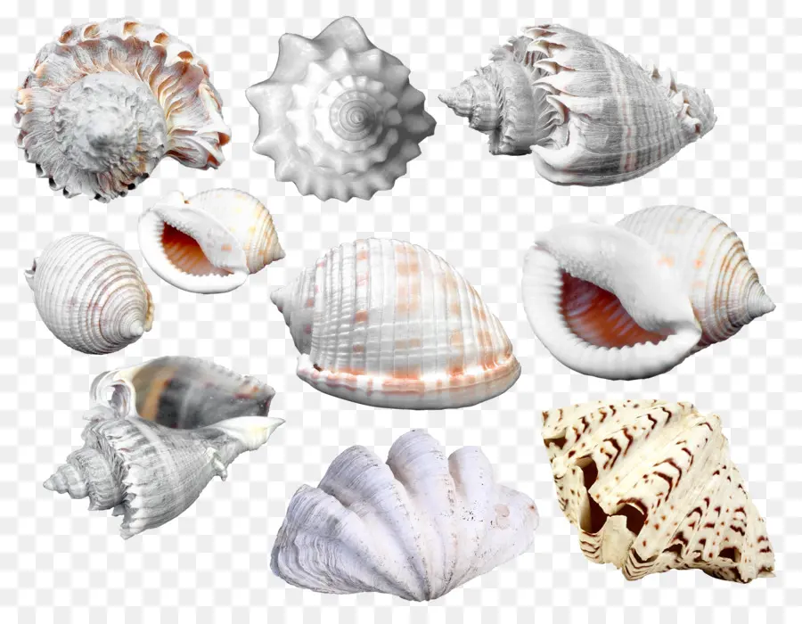 Conchas Marinas，Conchas PNG