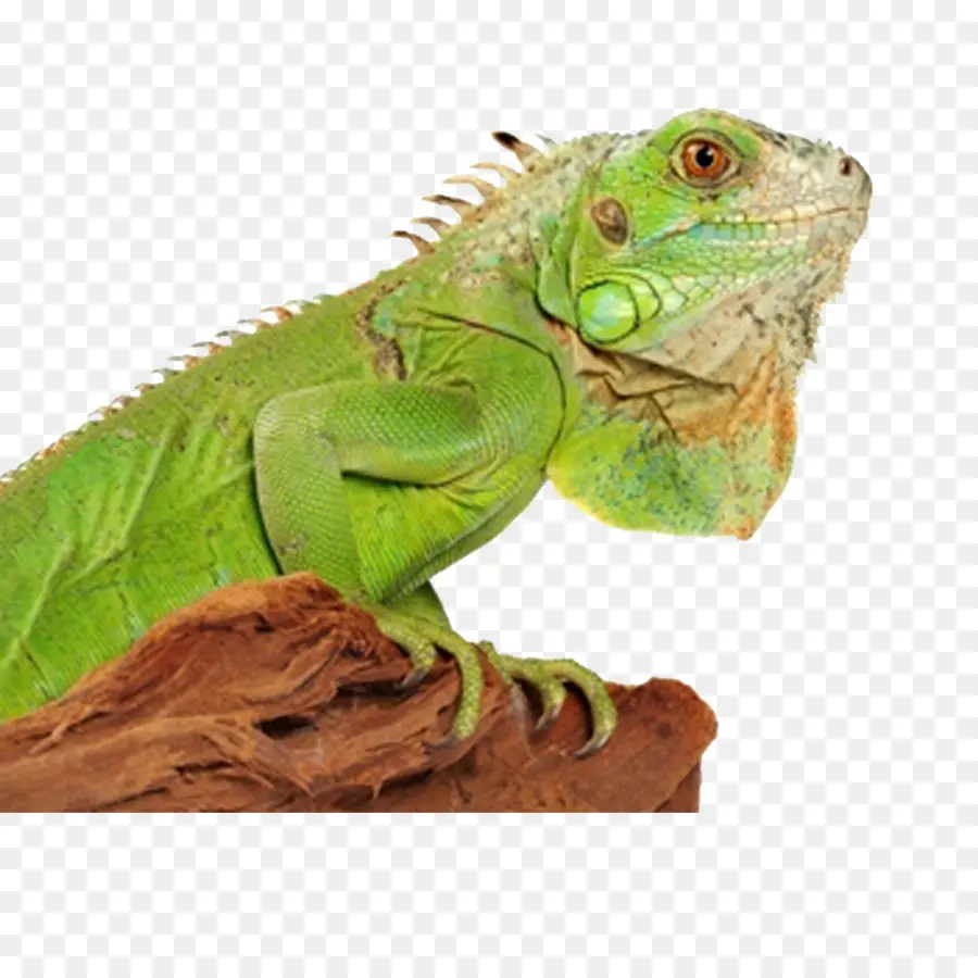 Iguana Verde，Lagarto PNG