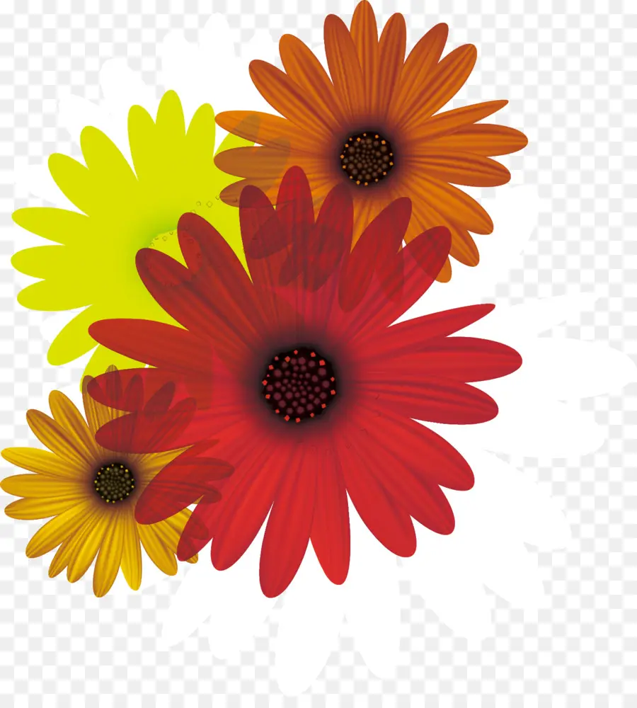 Común Daisy，Flor PNG