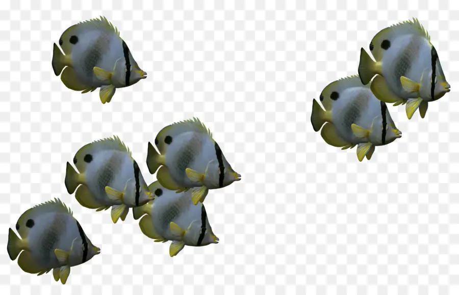 Los Peces，3d Computer Graphics PNG