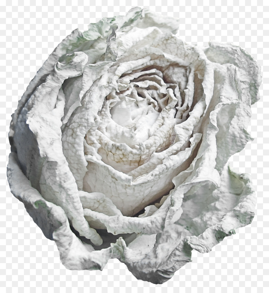 Rosa Blanca，Floración PNG