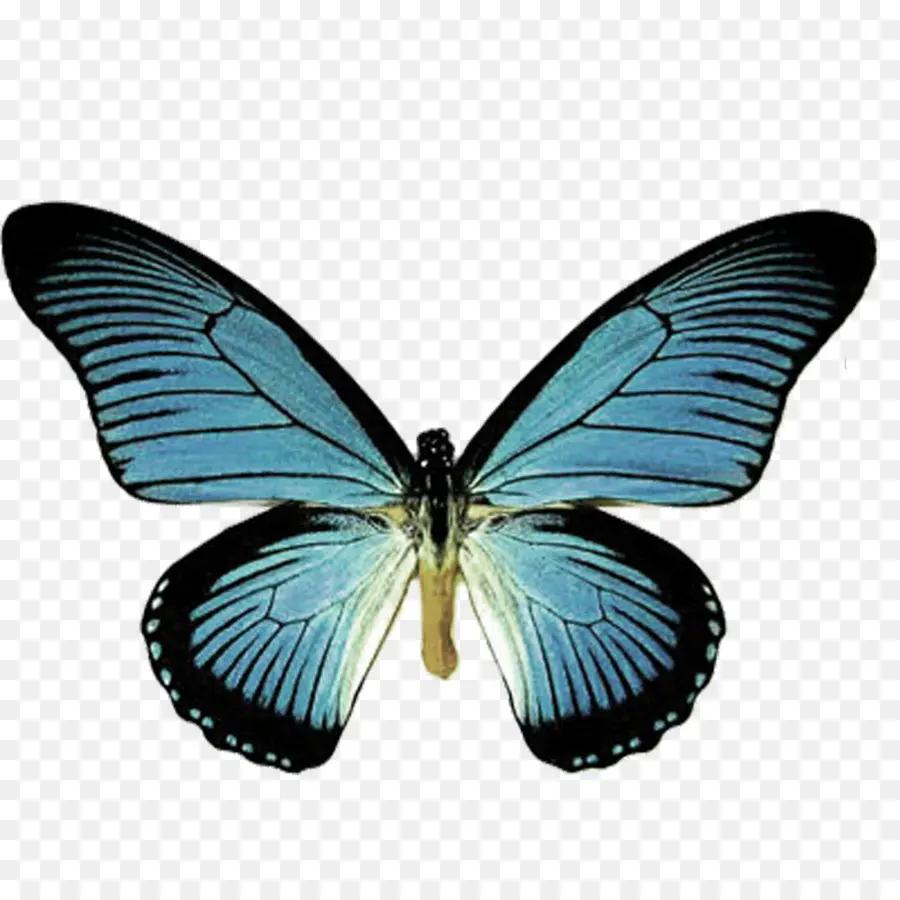Mariposa，Papilio Machaon PNG
