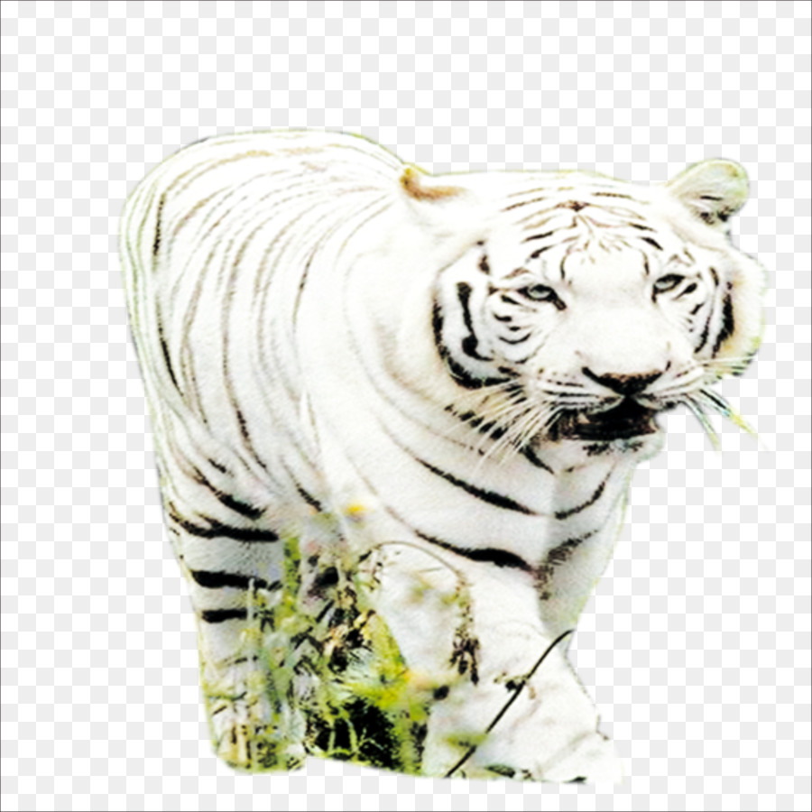 Tigre，Gato PNG