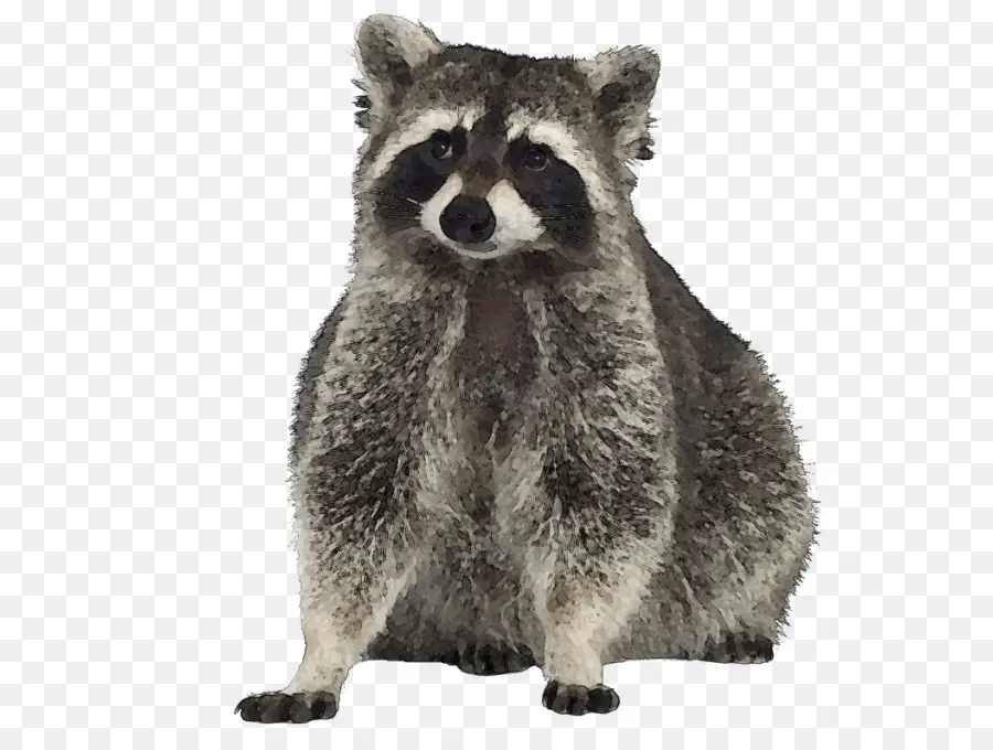 Mapache，Ardilla PNG