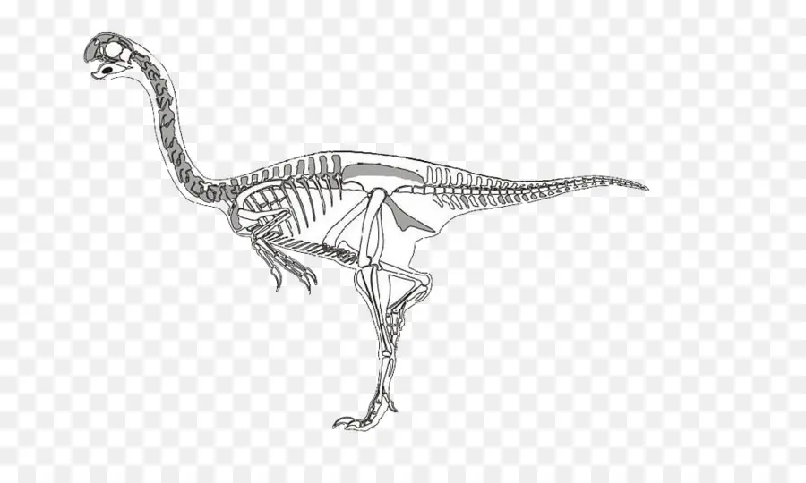 Velociraptor，Dinosaurio PNG