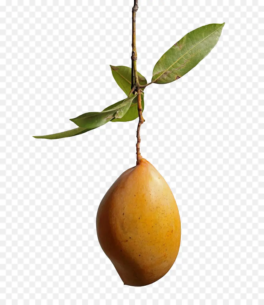 Mango，Árbol PNG