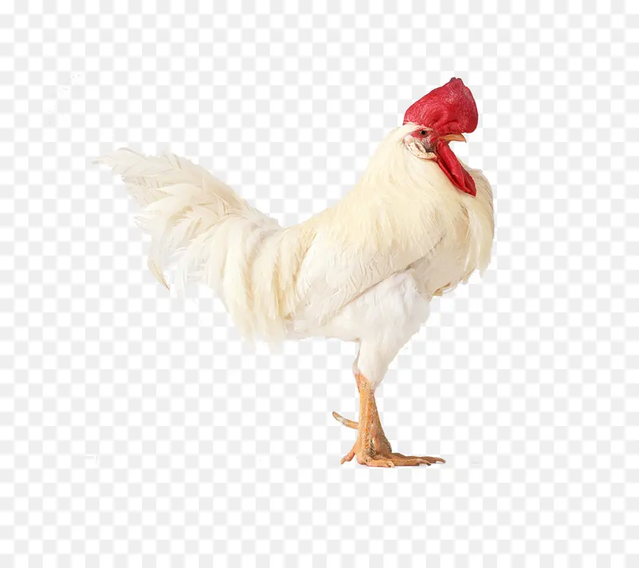 Cornish Pollo，Shamo Pollos PNG