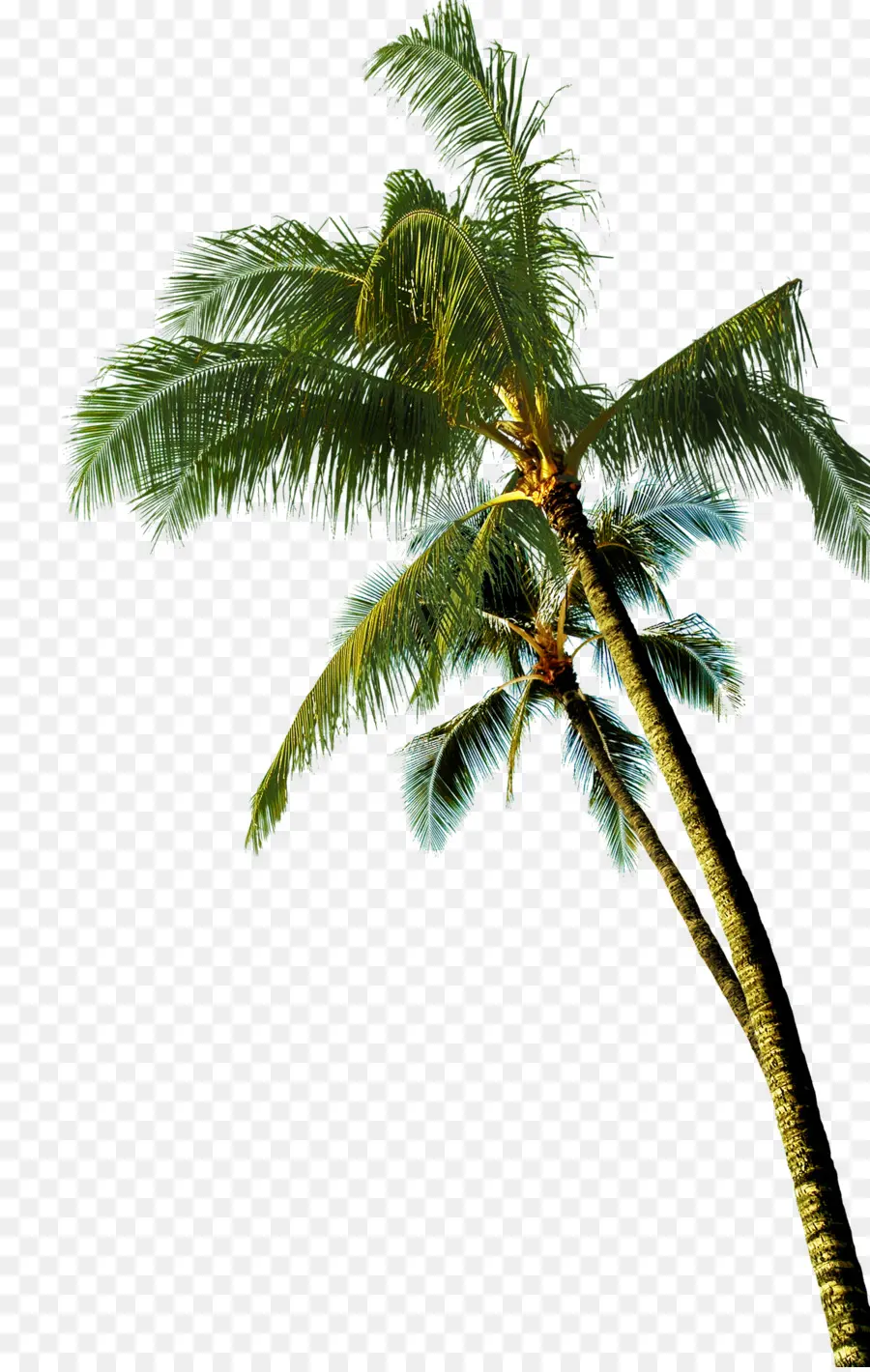 Coco，Asiático Palmira Palma PNG