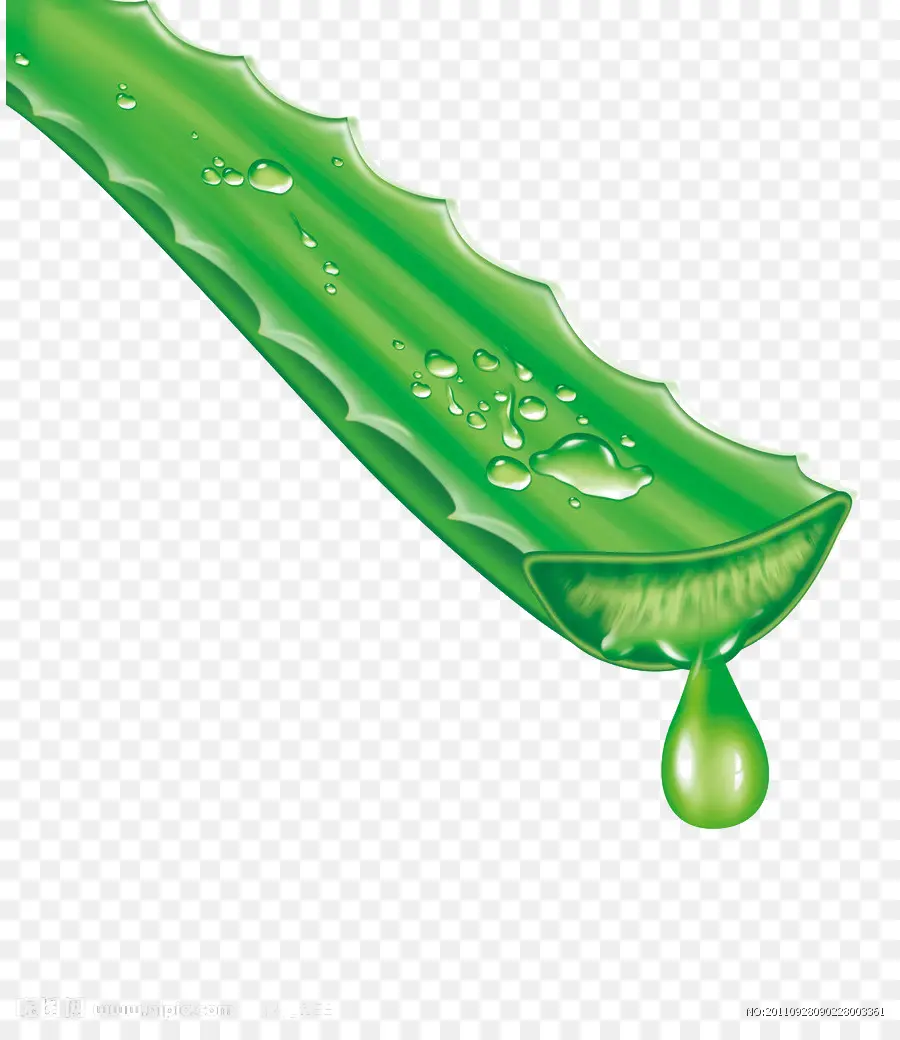 Aloe Vera，Aloína PNG