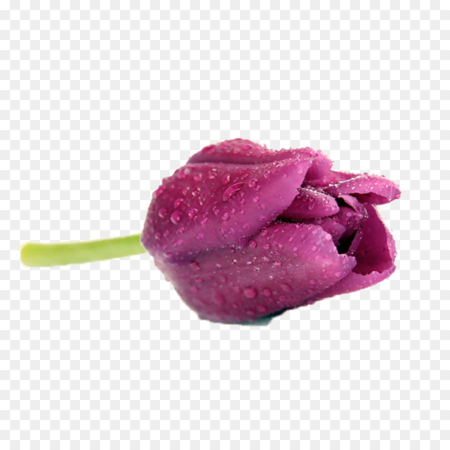 Tulip，Flor PNG