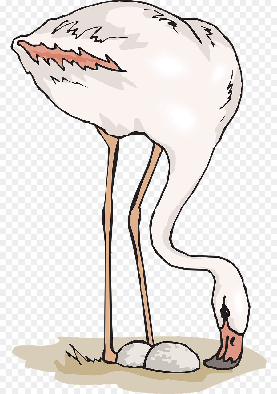 Camiseta，Flamingo PNG